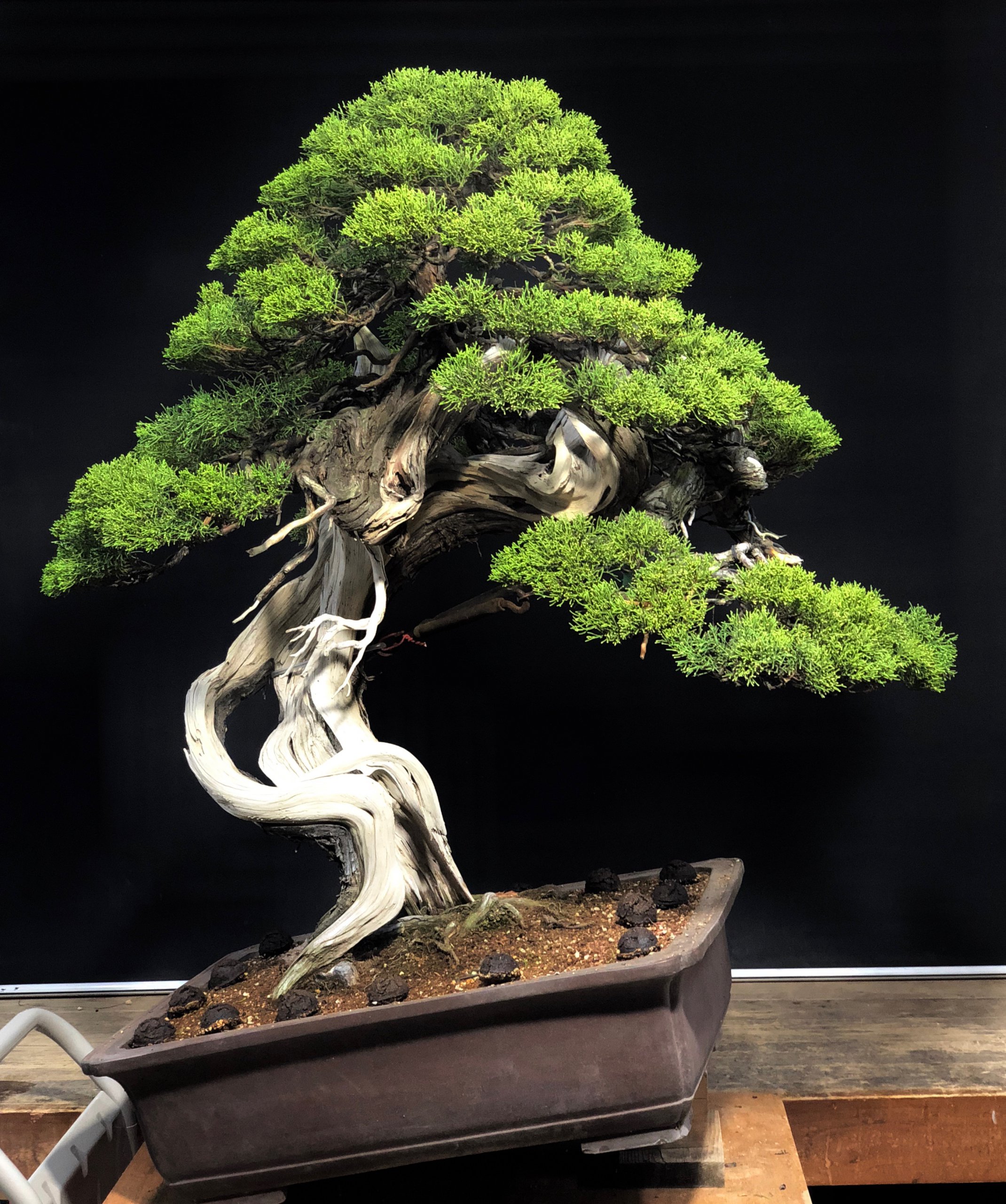 真柏の改作 before＆after（4年目） | 盆栽のレンタル・販売・教室