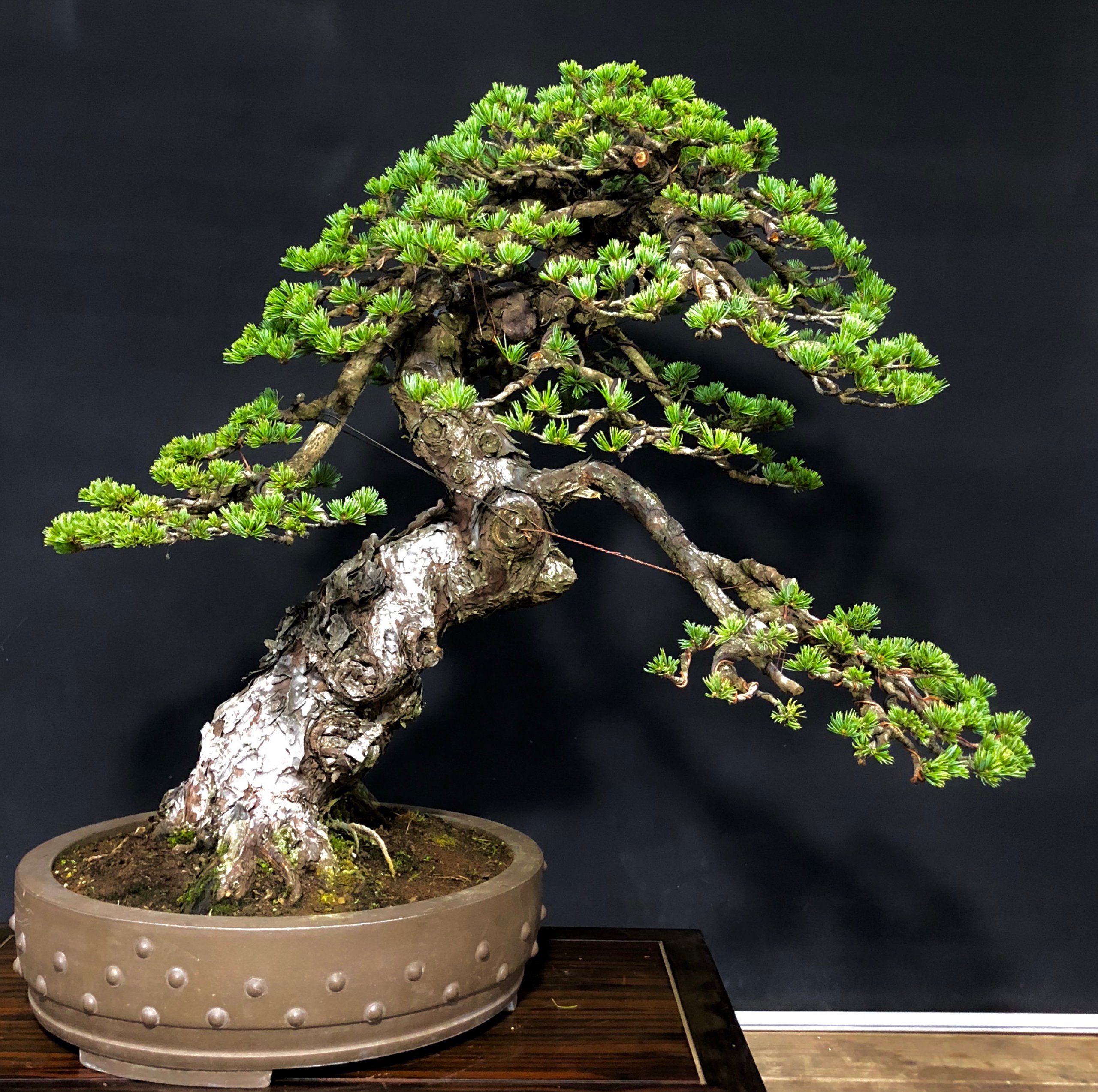 五葉松の盆栽③ 赤石五葉松盆栽003※国内配送のみ（日本）