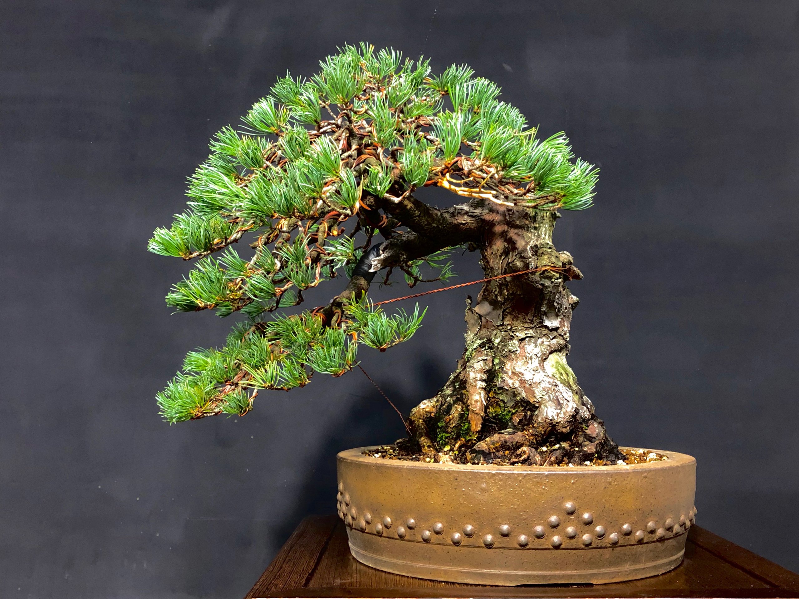 中品サイズ五葉松の改作 | 盆栽のレンタル・販売・教室・手入れ方の事