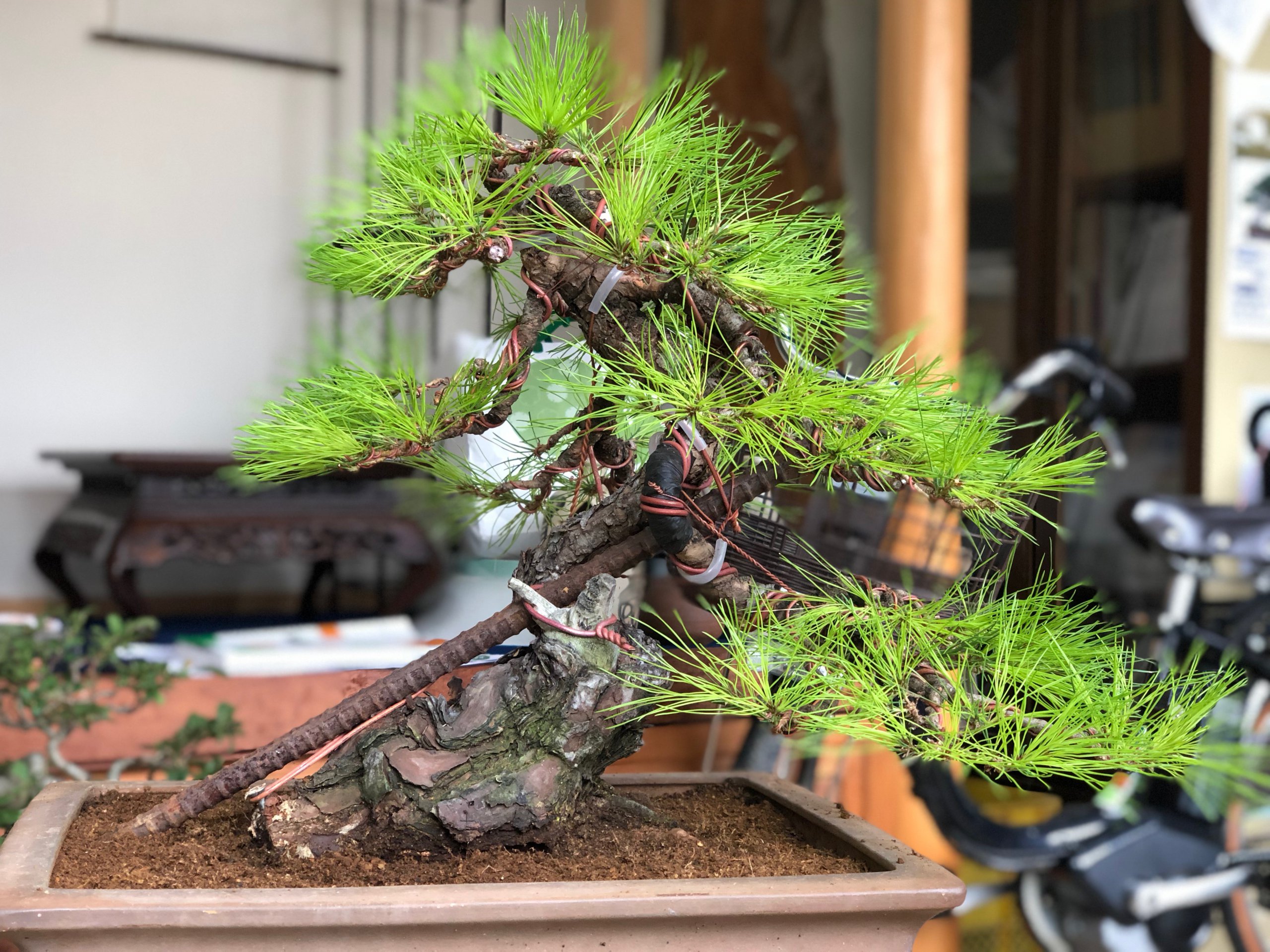 朝鮮赤松の中品サイズへの縮小 | 盆栽のレンタル・販売・教室・手入れ
