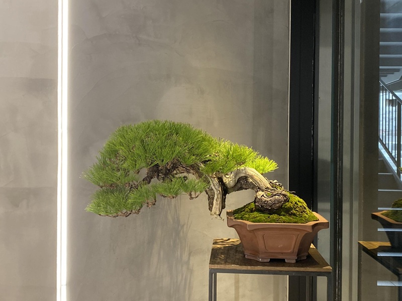 世間では外国人に盆栽教室が人気？海外からの見学・体験・弟子入りまで