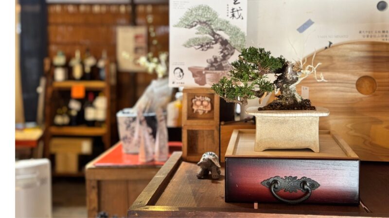 玉木酒店での盆栽ワークショップ