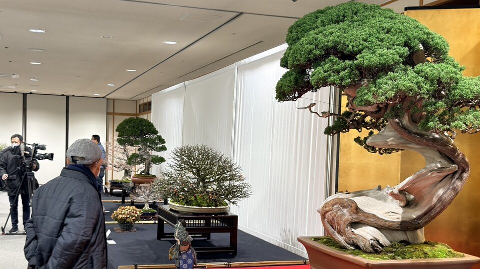 内閣総理大臣賞　真柏　作風展　銘風盆栽展　大樹園