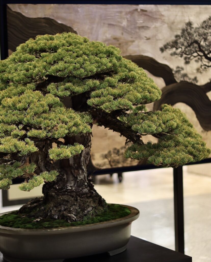 盆栽大樹園の樹齢ある黒松盆栽、金箔の輝きと調和する荘厳な枝ぶり