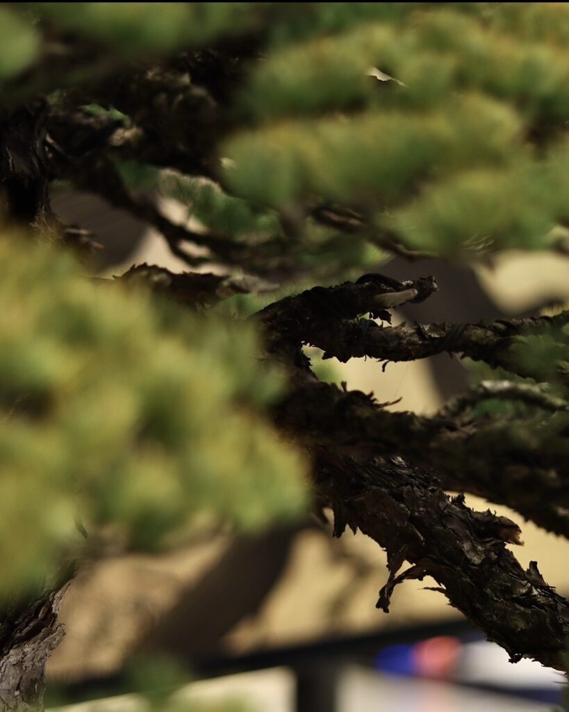 盆栽大樹園の樹齢ある黒松盆栽、金箔の輝きと調和する荘厳な枝ぶり