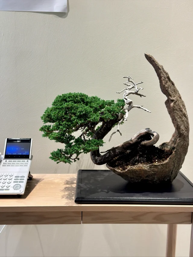 盆栽のレンタル・販売・教室・手入れ・育て方のことなら愛知の大樹園