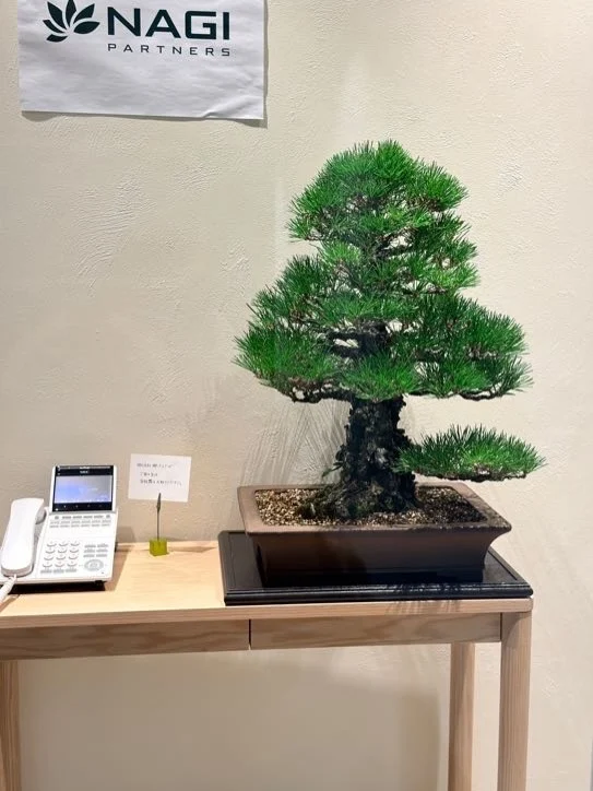 盆栽のレンタル・販売・教室・手入れ・育て方のことなら愛知の大樹園