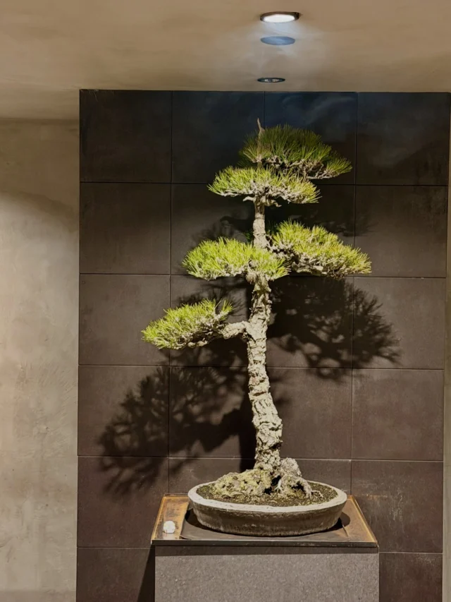 盆栽のレンタル・販売・教室・手入れ・育て方のことなら愛知の大樹園