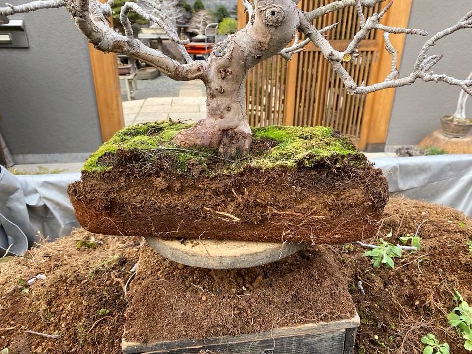 植え替え 雑木編 大樹園