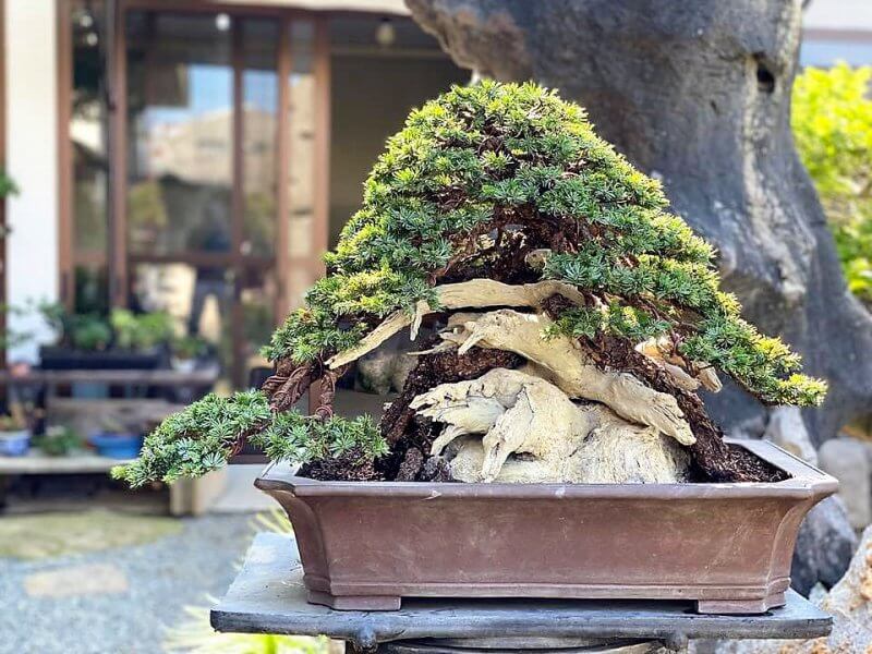 大品蝦夷松盆栽鉢外径30cm - フラワー・ガーデニング