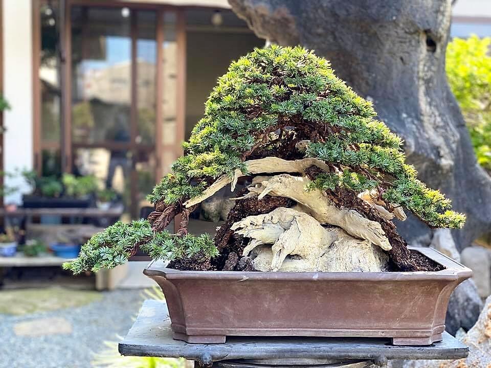 エゾ松の盆栽