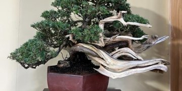 iOS の画像 (19)