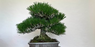 iOS の画像 (39)