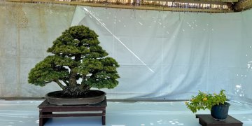 IMG_6510