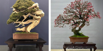 bonsai_nft