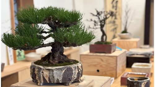 玉木酒店での盆栽ワークショップ