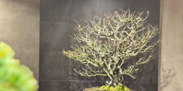 IMG_1392