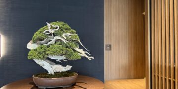 bonsai-in-modern-interior