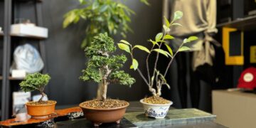 bonsai-in-modern-shop