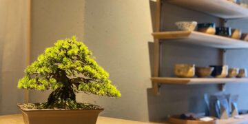 bonsai-modern-cafe-wooden
