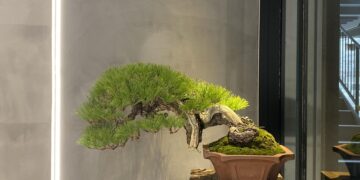 bonsai-modern-space