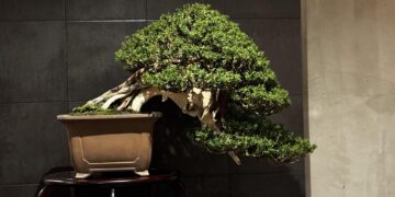 chic-japanese-bonsai