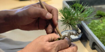 craftsman-trimming-bonsai