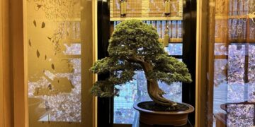 traditional-screen-bonsai