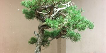 IMG_0388