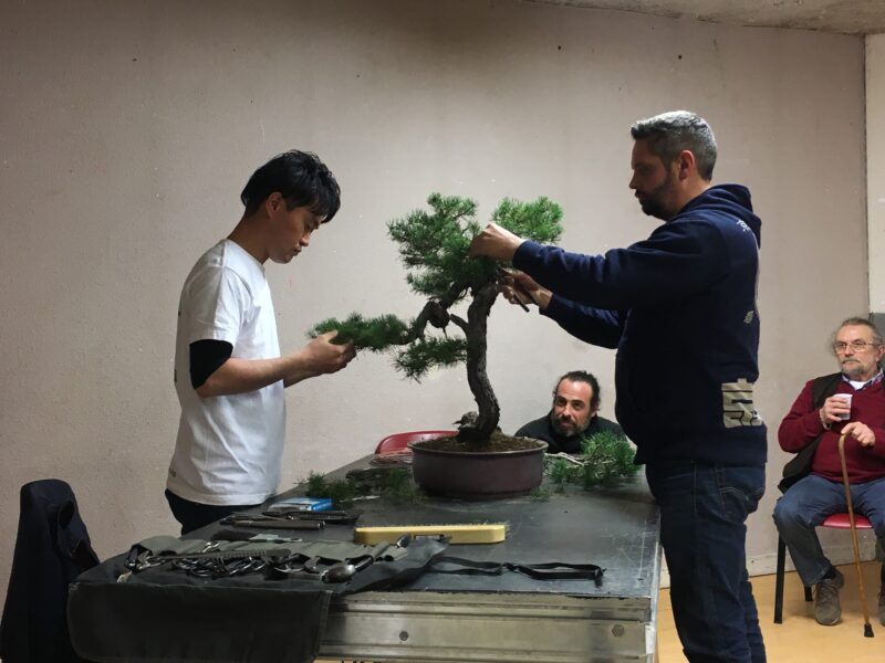 フランス盆栽デモンストレーションAlbi