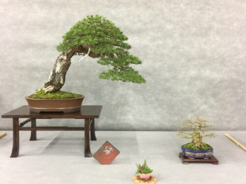 フランス盆栽デモンストレーションAlbi