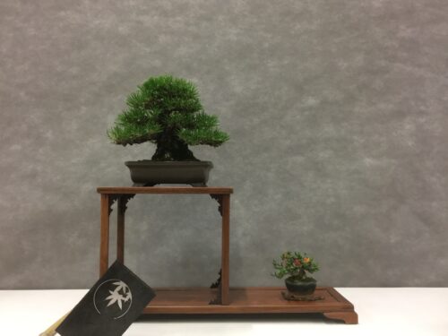フランス盆栽デモンストレーションAlbi