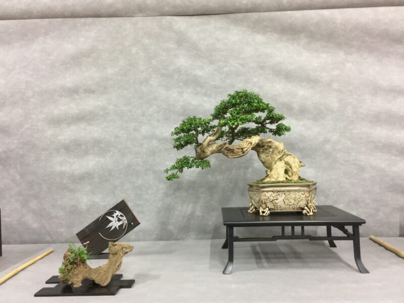 フランス盆栽デモンストレーションAlbi