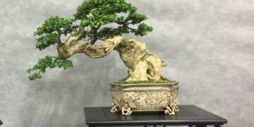 フランス盆栽デモンストレーションAlbi