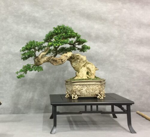 フランス盆栽デモンストレーションAlbi