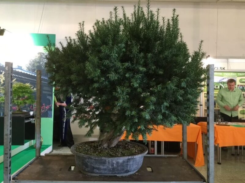 Bonsai Slovakia