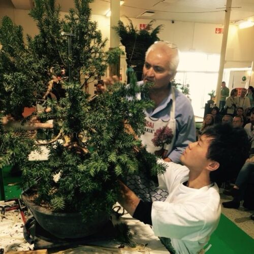 Bonsai Slovakia