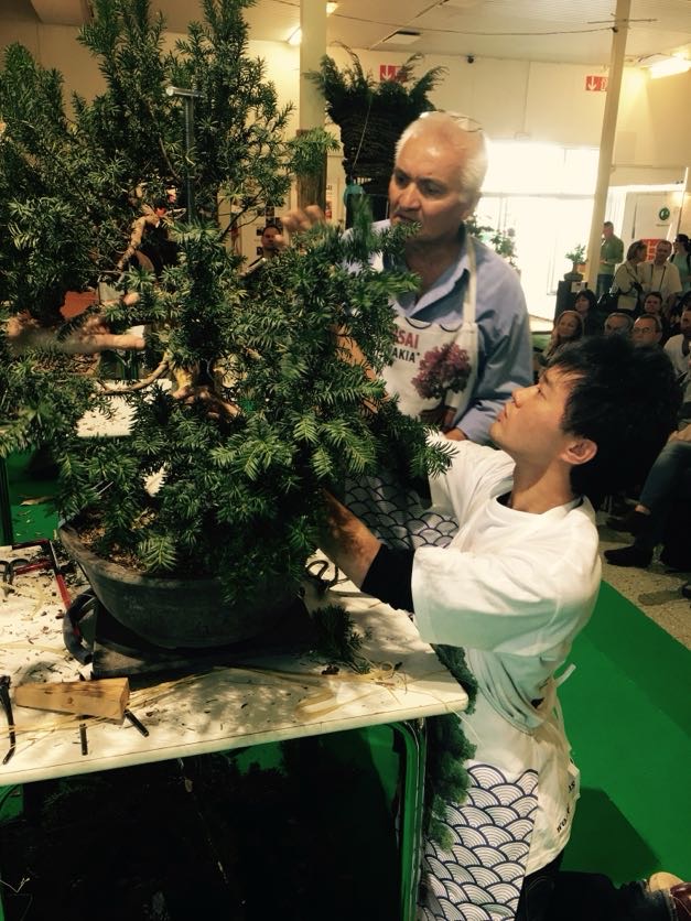 Bonsai Slovakia