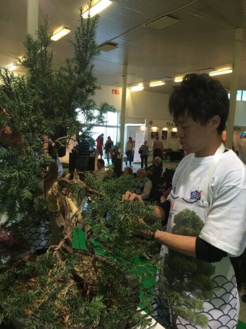 Bonsai Slovakia