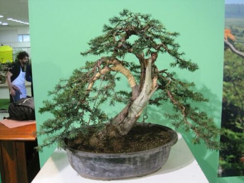 Bonsai Slovakia