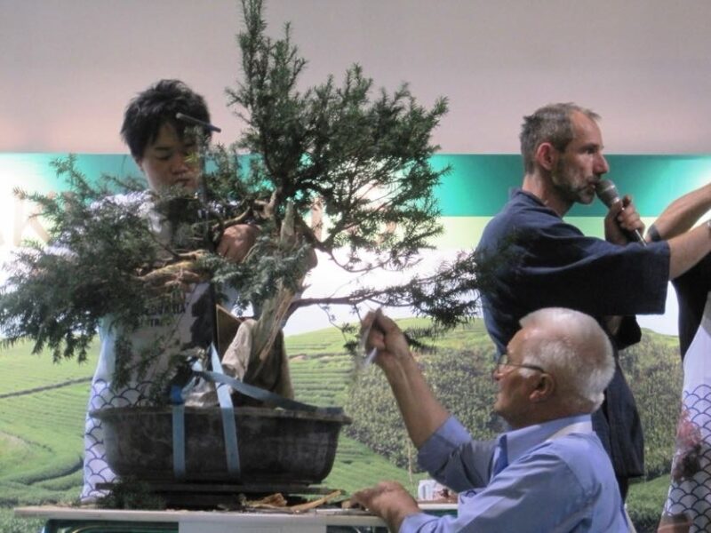 bonsai slovakia