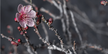 Prologue (16)