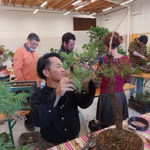 Academy Bonsai in France