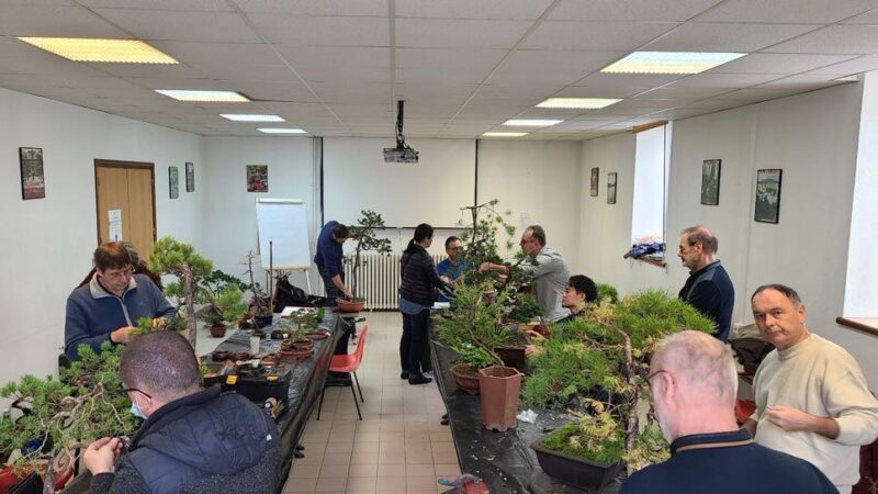 Academy Bonsai in France