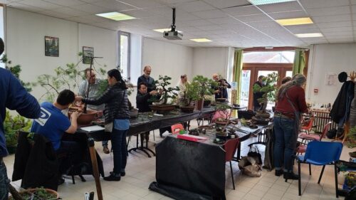 Bonsai Academy in France