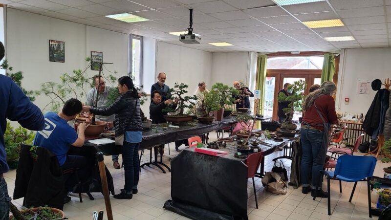 Bonsai Academy in France