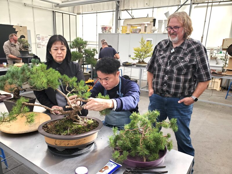 Academy Bonsai in France
