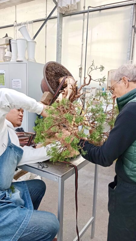 Academy Bonsai in France