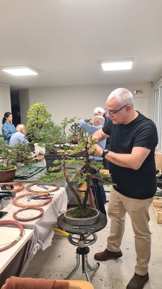 Academy Bonsai in France